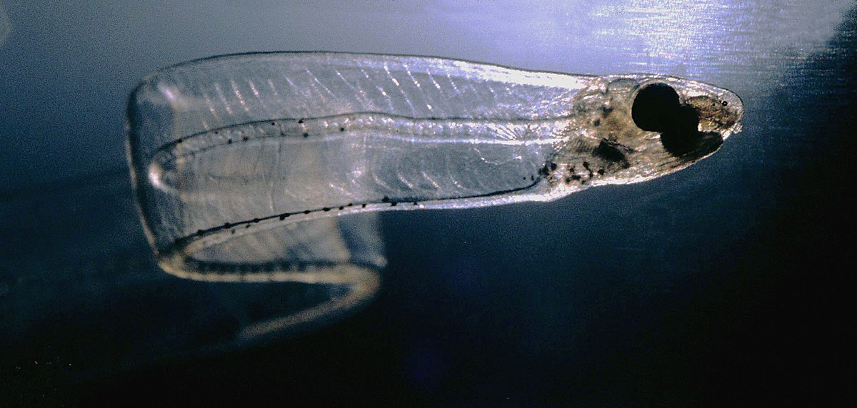 <p><strong>Leptocephalus</strong> (meaning “small head”) - specialized larva</p>
