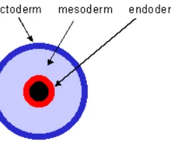 <p>outer germ layer; inner lining of digestive and respiratory tracts</p>