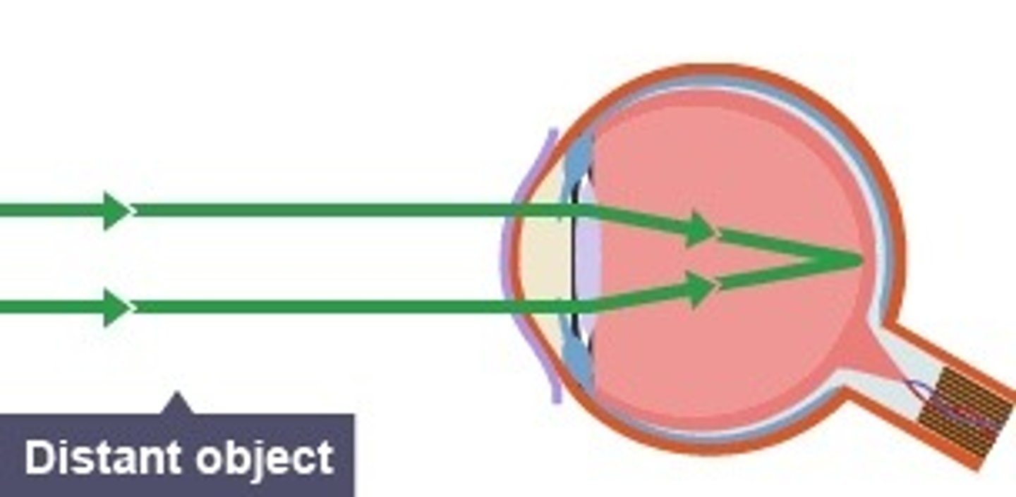 <p>-ciliary muscles relax</p><p>-suspensory ligaments tighten</p><p>-lens is thinner and weakly refracts light</p>