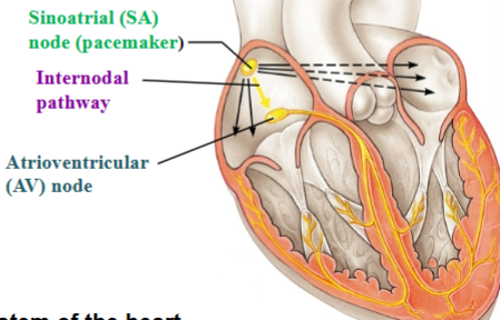 <p><span style="background-color: transparent;"><span>&nbsp;In the right atrium; initiates the electrical impulse&nbsp;</span></span></p><ul><li><p><span style="background-color: transparent;"><span>Pacemaker&nbsp;</span></span></p></li><li><p><span style="background-color: transparent;"><span>Inherent Rhythmicity (automaticity)</span></span></p></li></ul><p></p>