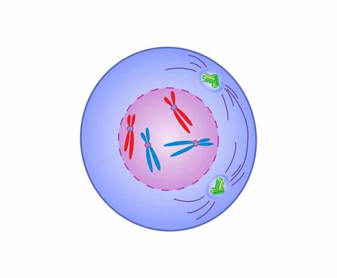 <p>“Prepare”.  The first of the four phases of mitosis. During prophase, the chromatin condenses into tightly packed (condensed) chromosomes. Other structures in the cell also change during prophase. The nuclear membrane breaks down, releasing the chromosomes into the cytoplasm and the nucleolus disappears. Centrioles move apart to opposite poles of the cell. As they move apart, a network of fibres called the spindle apparatus forms between the centrioles. </p>
