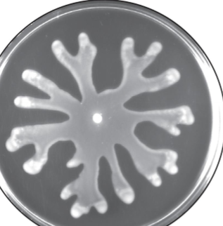 <p>occurs when cells move in unison across a moist surface; usually uses peritchous flagella (highly controlled); ex. moving away from toxin</p>