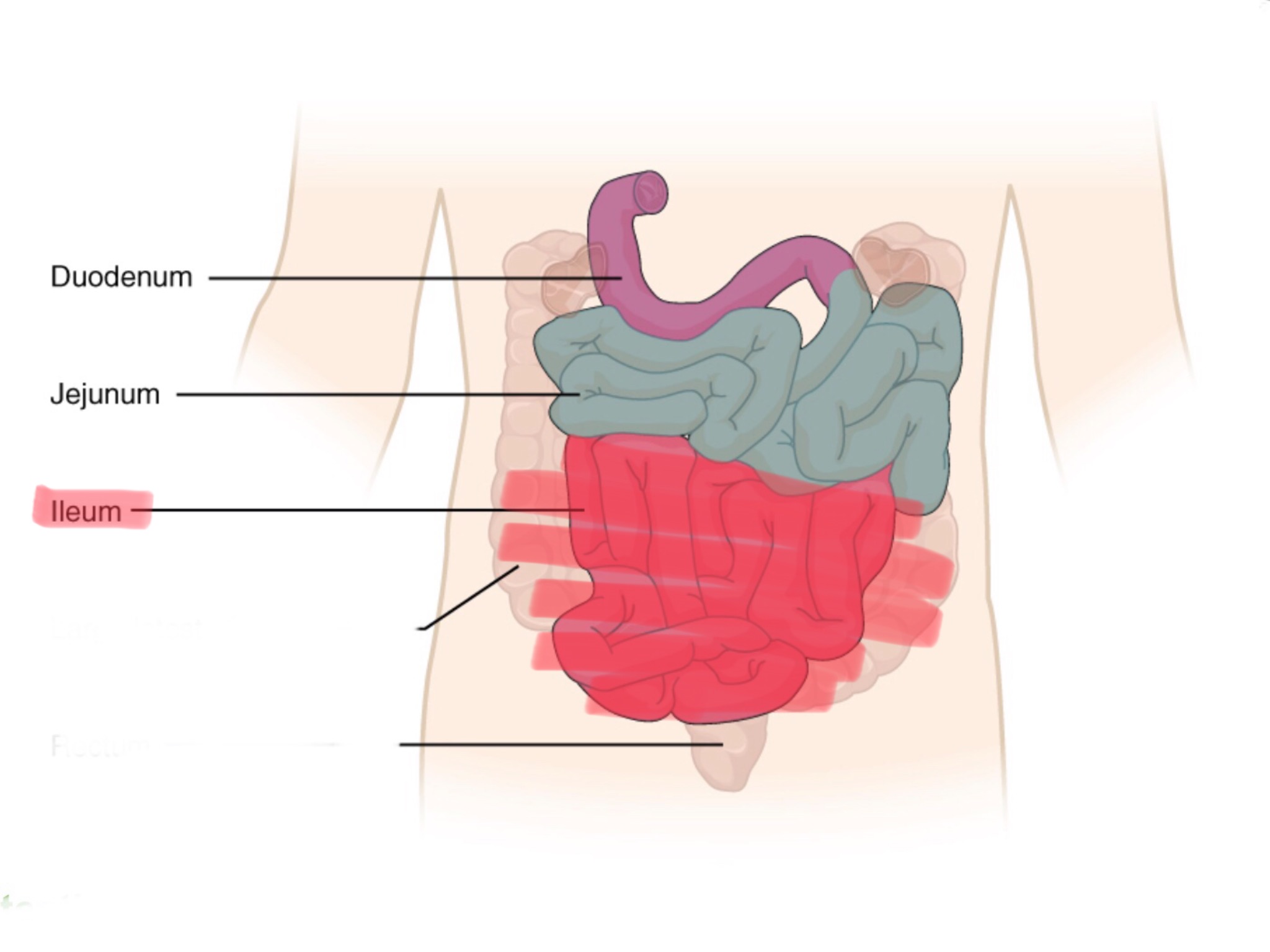 knowt flashcard image