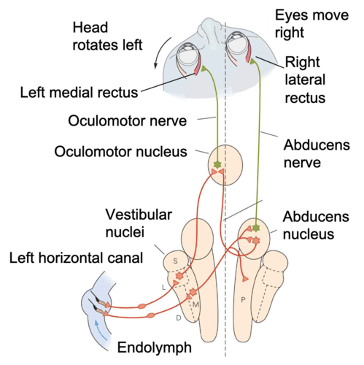 <p>If you move your head to the left and you want to remain focused, what must your eye muscles on your right do?</p>