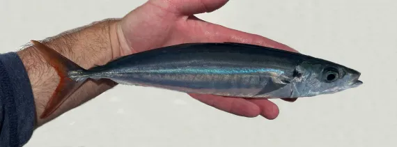 <p>Caudal fin red</p><p>Blue/black color at the dorsal to a metallic blue, then white ventrally</p><p>tip of anterior fin is red</p><p>small black dot on upper opercular margin </p>