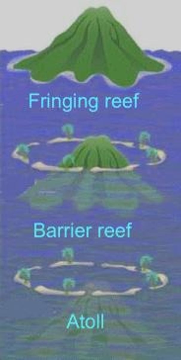 <p>Fringing reefs, barrier reefs, and atolls.</p>