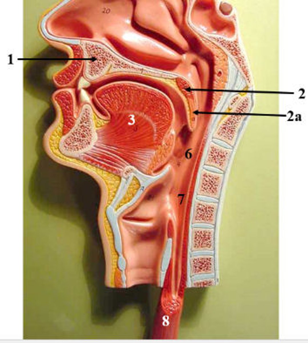 <p>What is 2a?</p>