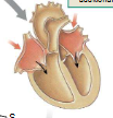 <p>Second step of the cardiac cycle</p>