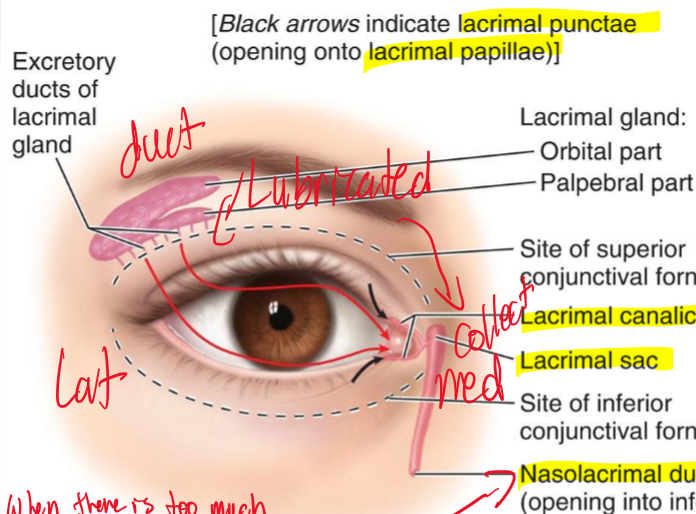 <p>The sac that holds the fluid is the lacrimal sac which then gets drained into the nasolacrimal duct which drains it into the nasal area.</p>