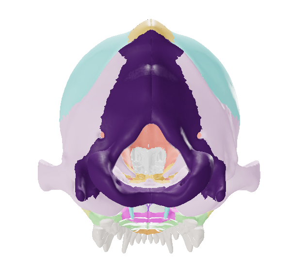 <p>the most caudal bone of the skull. It contains the foramen magnum, through which spinal cord passes.</p>