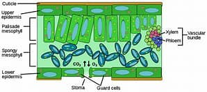 <p>A single layer of transparent cells <strong>without chloroplasts</strong>.</p>