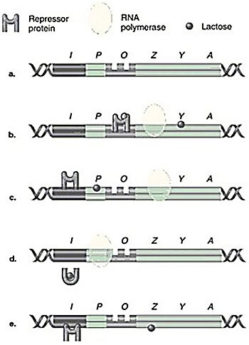<p>In the figure, which model of the lac operon correctly shows RNA polymerase, lactose, and repressor protein when the structural genes are being transcribed?</p><ol><li><p>a</p></li><li><p>b</p></li><li><p>c</p></li><li><p>d</p></li><li><p>e</p></li></ol><p></p>
