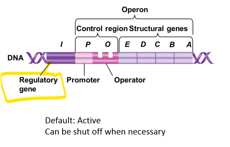 <p>Encodes the repressor protein that regulates the operon </p><p>** not technically part of the operon </p><p></p>