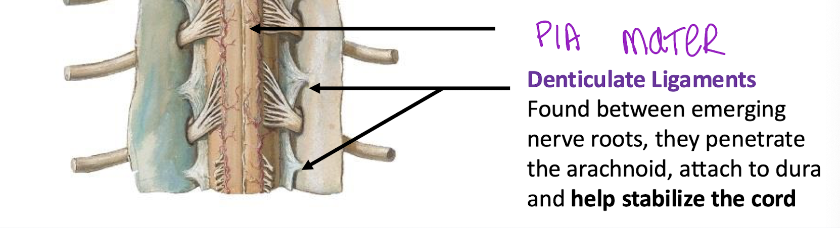<p>Denticulate Ligaments - stabalize the cord within the minigial sac and subarachnoid space </p><p></p><p>Found between emerging nerve roots, and penetrate arachnoid, and attach to the dura to stabilize the cord</p>