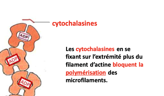 <p></p><ul><li><p><strong>Type :</strong> Molécule pharmacologique inhibitrice</p></li><li><p><strong>Filament :</strong> Microfilaments d’actine</p></li><li><p><strong>Fonction :</strong> Bloque la polymérisation à l’extrémité +</p></li></ul><p></p>