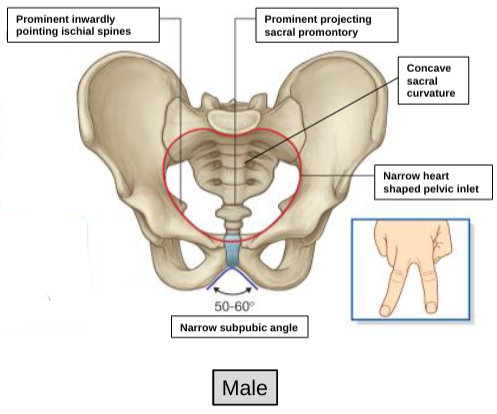 <p>male</p>