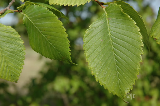 <p>Kynäjalava</p>