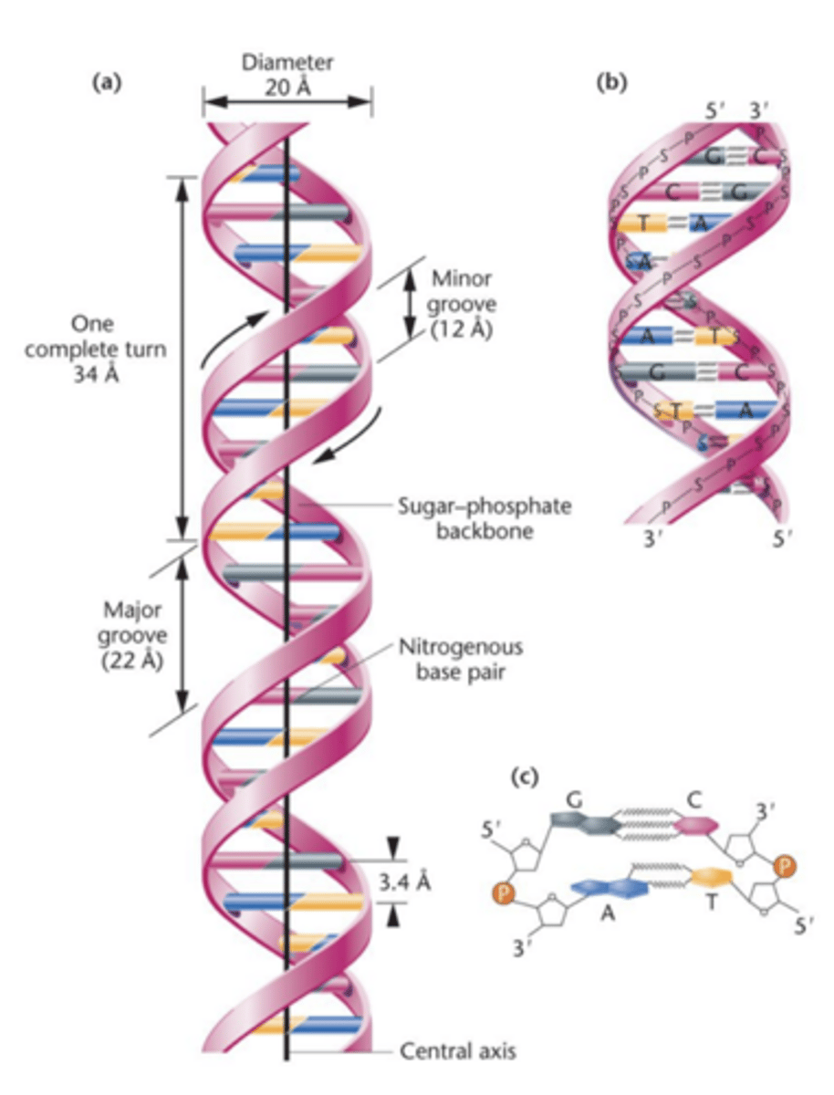 <p>- Double helix</p><p>- two anti-parallel strands connected by base pairing</p><p>- stacked nitrogenous bases</p>
