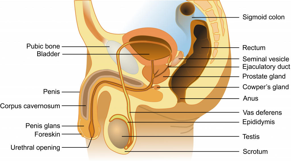 <ul><li><p><strong>semen</strong>: sperm mixed with <strong>seminal</strong> <strong>fluid</strong> (produced by seminal vesicles, prostate gland and bulbourethral gland) </p><ul><li><p><strong>seminal</strong> <strong>vesicles</strong>: <em>fructose</em> to nourish sperm</p></li><li><p><strong>seminal</strong> <strong>vesicle</strong> and <strong>prostate</strong> <strong>gland</strong>: fluid mildly <em>alkaline</em> properties so sperm survive in acidity of female reproductive tract</p></li><li><p><strong>bulbourethral</strong> (<strong>cowper’s</strong> <strong>glands</strong>): clear viscous fluid that cleans out remnants of urine and lubricates urethra during sexual arousal</p></li></ul></li></ul><p></p>