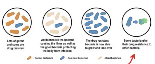 <ul><li><p>population has some bacteria that are drug resistant</p></li><li><p><span>Antibiotics added, the non-resistant bacteria is knocked out</span></p></li><li><p><span>The niche at the infection is colonized by the drug resistant bacteria and is taken over. Selecting microbes. Speeding up natural selection</span></p></li></ul><p></p>