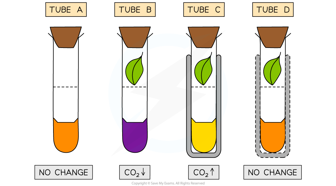 <p>what does tube B mean? (orange→purple)</p>