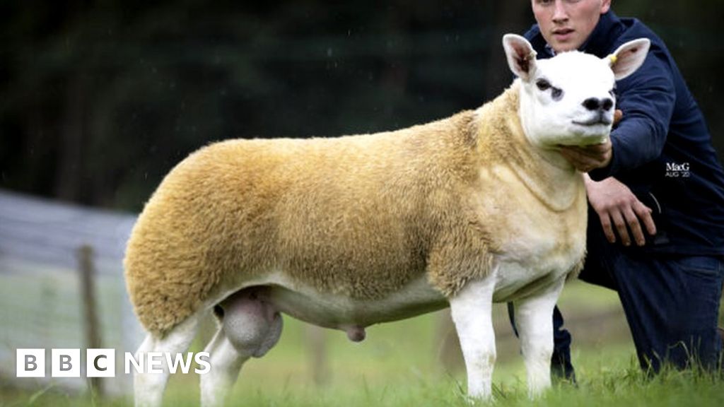 <ul><li><p>originated in Netherlands</p></li><li><p>meat breed</p></li><li><p>muscle development, leanness</p></li><li><p>medium wool</p></li></ul><p></p>