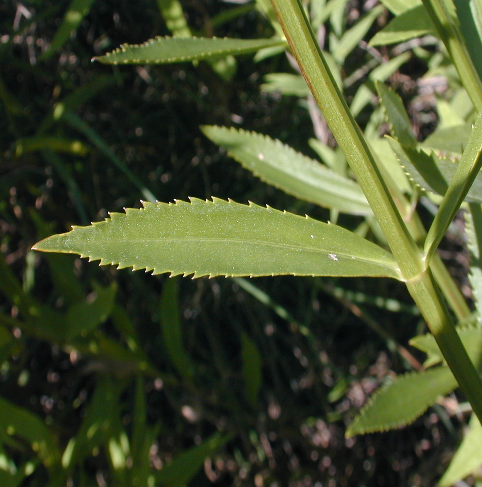 <p>square stems, sharply serrated leaves, flowers ‘obediently’ bend</p>