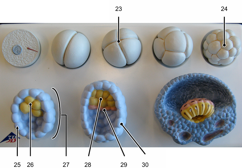 <p>Identify the structures labelled 23-30 (25 + 30 represent the same structure)</p>