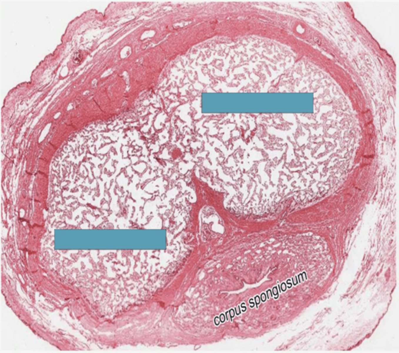 <p>Identify the region of the penis</p>