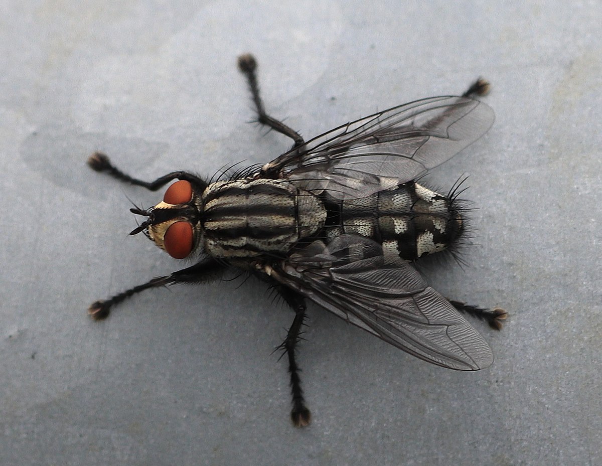 <p>the subphylum in arthropoda that includes insects</p>