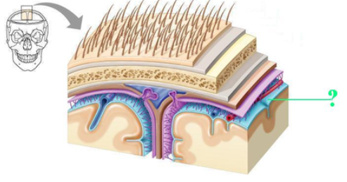 <p><span><span>Identify the indicated part of the coverings of the brain.</span></span></p>