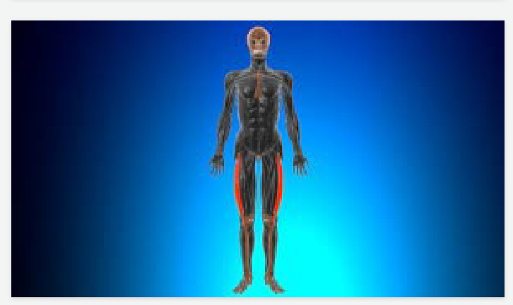 <p>Lower body</p>