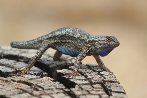 <p><strong>Western Fence Lizard</strong></p>