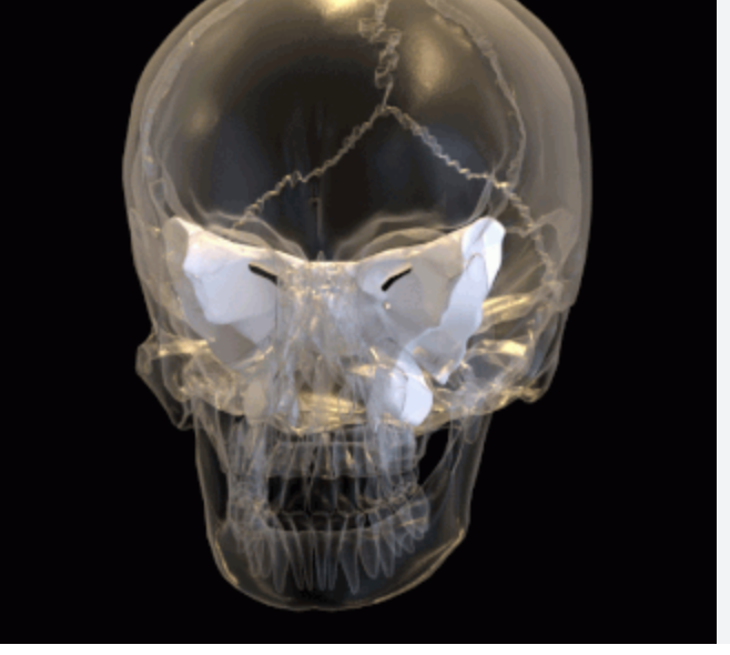 <ul><li><p>located within the brain case</p></li><li><p>lesser and greater wings</p></li></ul><p></p>