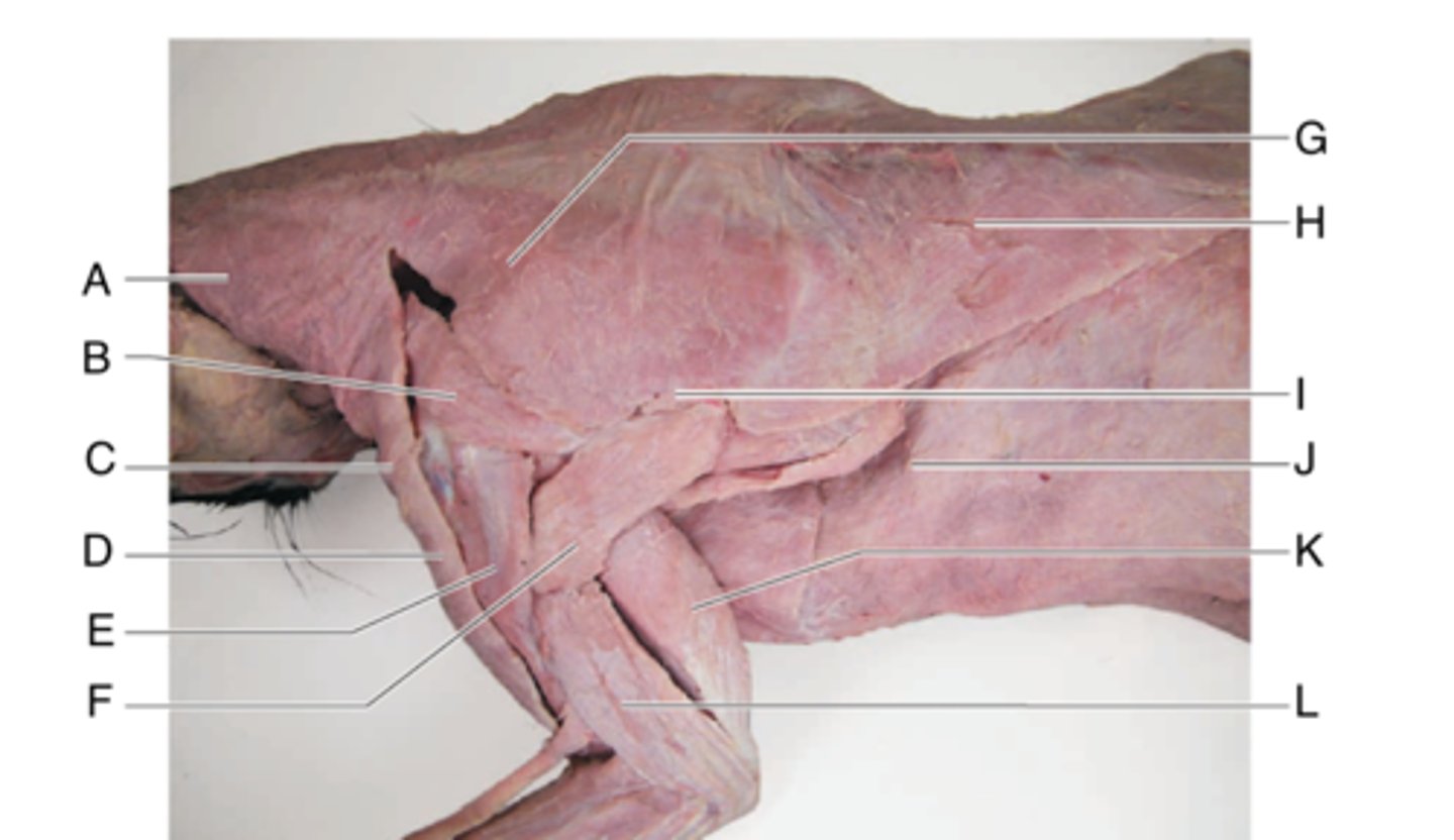 <p>What is the muscle indicated by letter K? What is an attachment point and function?</p>