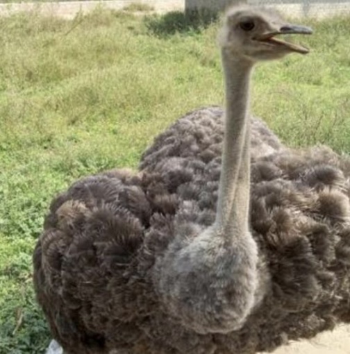 <p>What is the scientific name of ostrich?</p>