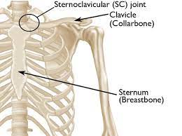 <p>attach upper body to thorax</p><p>saddle: post/ant rot, elev/dep</p><p>Movements: elevation (35-45), dep (10), pro/ret (15-30), ant rot (none), post rot (20-35). Flex/add most common injuries</p><p>Stabilized by ant/post SC ligs, art dis, interclavicular lig, costoclavicular lig (ant +post bundles: stabilize).</p>