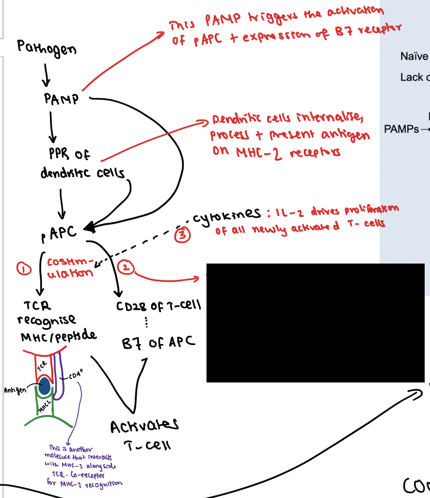 <p>What is the importance of signal 2?</p>