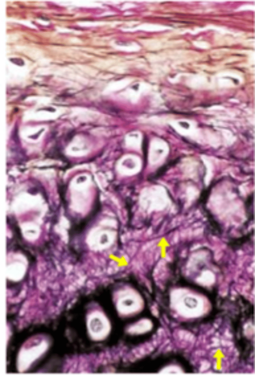 <p>Identify the cartilage</p>