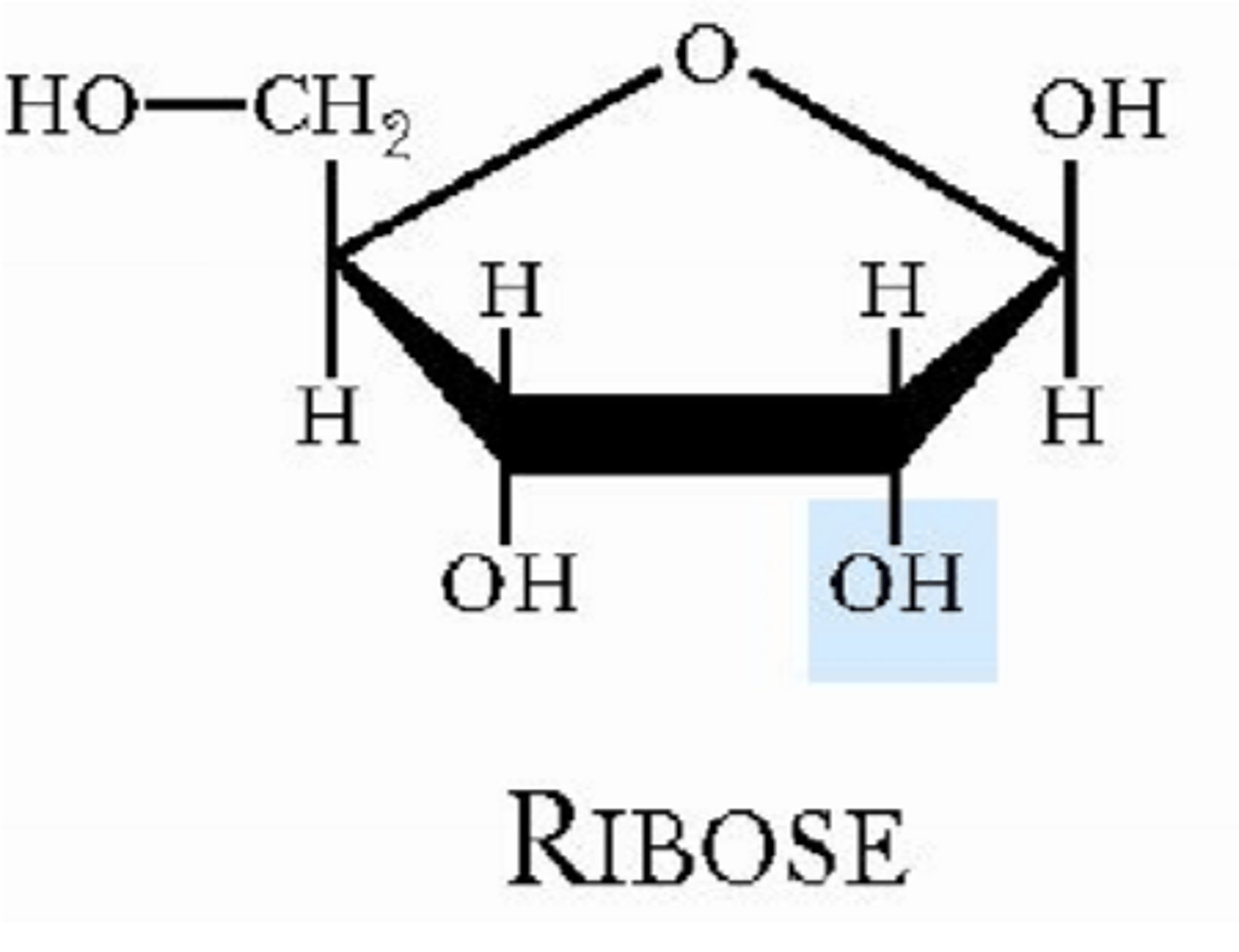 <p>ribonukleinsyre, enkeltstrenget</p>