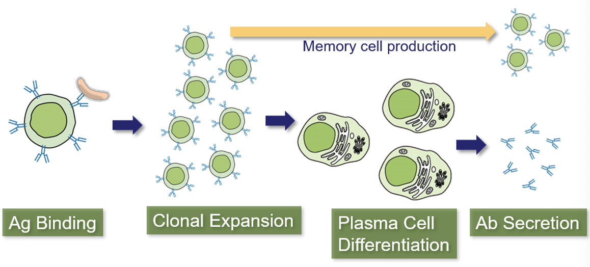 <ul><li><p>B-cells have an Ag-receptor called the <strong>B-Cell Receptor (BCR)</strong></p></li><li><p>When Ag binds, the B-cell proliferates and daughter cells differentiate into <strong>plasma cells</strong> that secrete Ab into lymph and bloodstream</p></li><li><p>BCR and Ab have the same structure/gene, but BCR is membrane-bound</p></li><li><p>A smaller number of <strong>memory cells</strong> are dormant and remain after infection</p></li></ul><p></p>