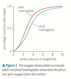 <ul><li><p>Has higher affinity for O2 than maternal haemoglobin</p><ul><li><p>Oxygenated blood from mum runs close to deoxygenated blood in placenta</p></li><li><p>If blood of fetus had same affinity for O2 as blood of mum, little or no O2 would be transferred to blood of fetus</p></li><li><p>Having higher affinity allows fetal haemoglobin to remove O2 from maternal blood as the bloods run past each other</p></li></ul></li></ul><p></p>