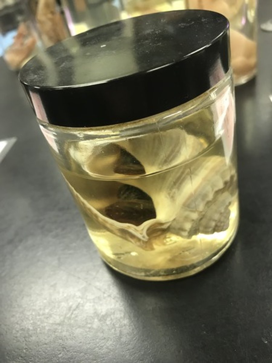 <p>For the following specimen(s), give the entire taxonomy and the name of the specimen(s)</p>
