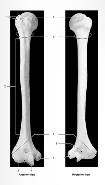 <p>When the arm is the straight (extension), where does the ulna point touch in the above photo</p>