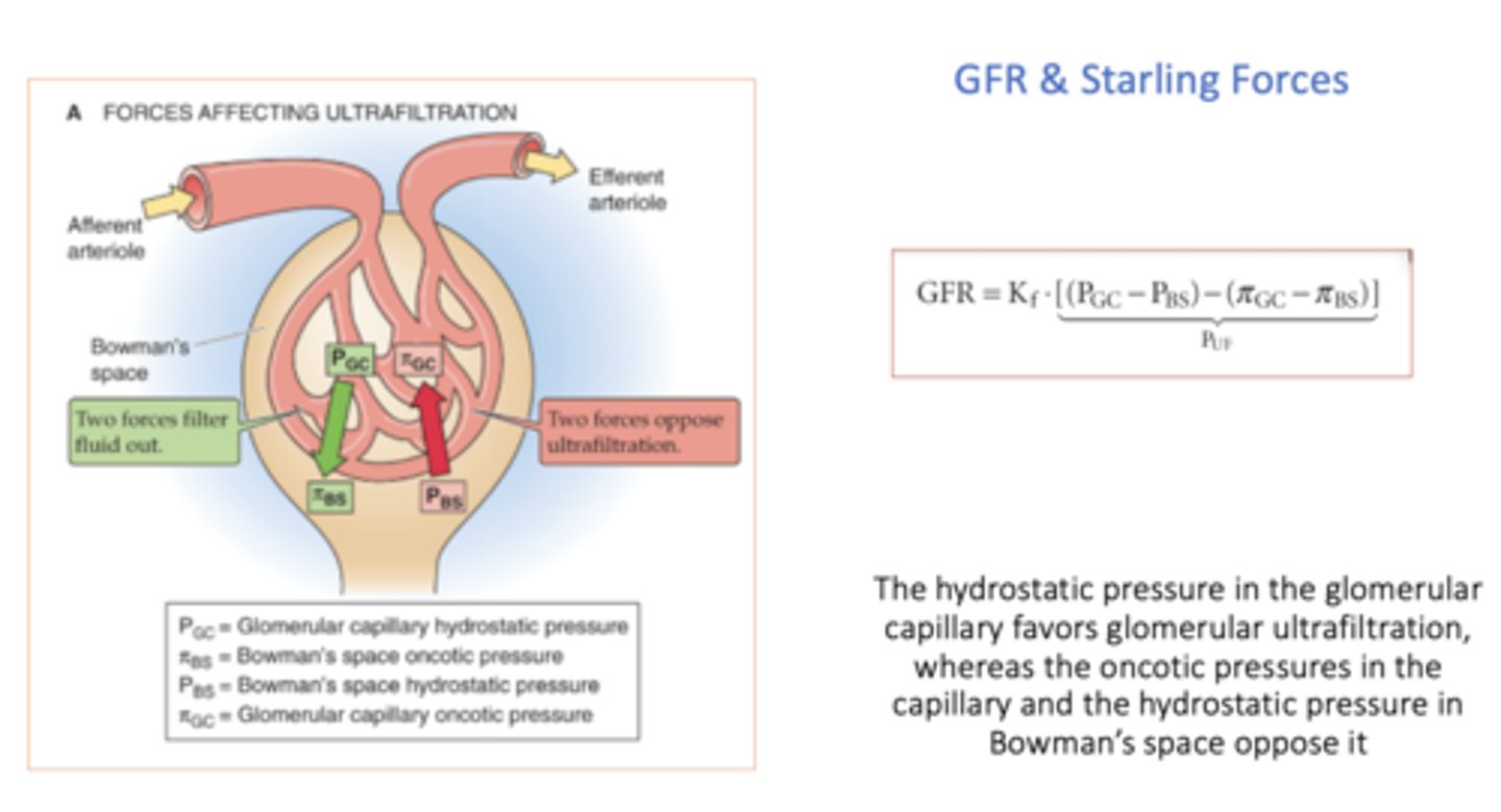 <p>(Pgc - Pbs) - (πgc - πbs)</p>