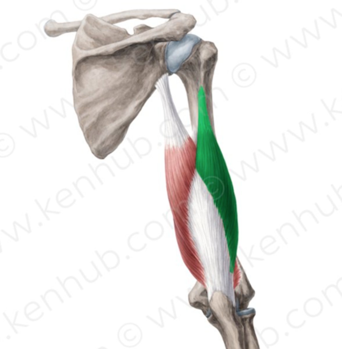 <p>Origin: Humerus </p><p>Insertion: Olecranon process of ulna </p><p>Action: Elbow extension </p>