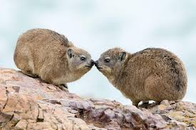 <p>Hyraxes</p><ul><li><p><span style="background-color: transparent;"><span>All herbivorous, hypsodont dentition, unique 2 caecum digestion, very short tails, and elastic pads on feet and secretory glands for traction.</span></span></p></li><li><p><span style="background-color: transparent;"><span>Family </span><strong><span>Procaviidae</span></strong></span></p></li></ul><p></p>