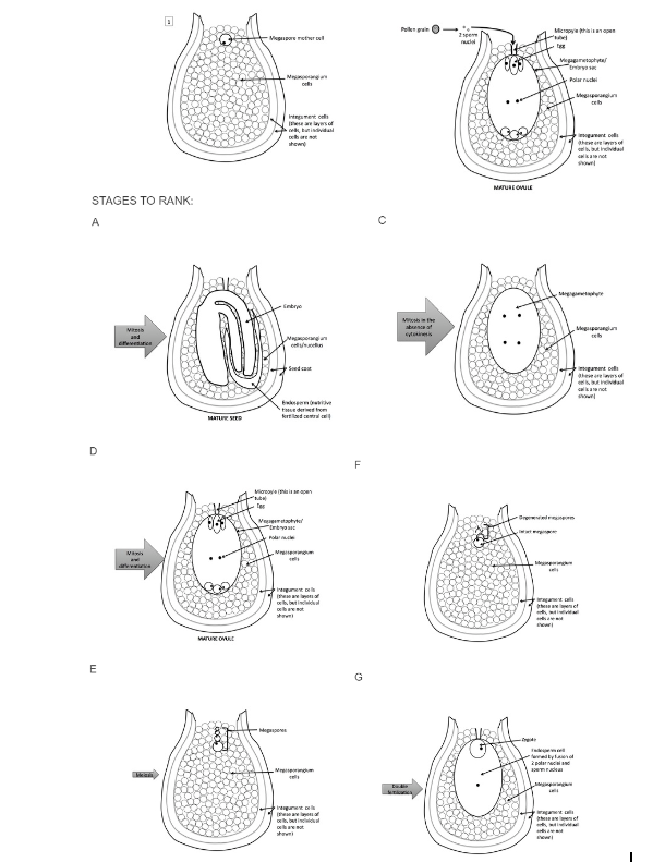 <p><span>Below are a series of images, each of which depicts&nbsp;of a different stage of angiosperm ovule and seed development. Rank&nbsp;them in chronological order. The first stage&nbsp;has been identified for you here. Black dots represent cell nuclei.&nbsp;</span></p>