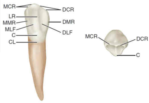 <p>identify this tooth (which arch is this tooth located)</p><ul><li><p>consider the side of the cusp tip and the distal and mesial</p></li><li><p>remember that the tooth is flipped over to see the lingual view (imagine it being flipped on to the labial side)</p></li></ul>