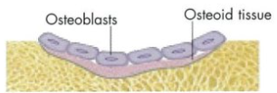 <p>OSTEOID = ground substance in which numerous collagen fibres are embedded - it’s what becomes bone (in the image it’s labelled). Over time it will harden and form proper bone</p><p>synthesised by osteoblasts</p><p>secreted onto existing bone surface</p><p>embedded in a ground substance of water and:</p><ul><li><p>glycoproteins - osteonectin, osteocalcin (bind collagen and minerals)</p></li><li><p>proteoglycans - byglycan, decorin (bind growth factors)</p></li><li><p>bone sialoproteins - osteopontin, thrombospondin (associated with cell adhesion)</p></li></ul><p></p>